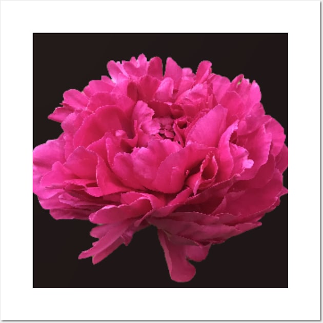 Hot Pink Peony in Full Bloom Wall Art by InalterataArt